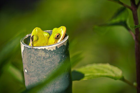 3 Lessons Learned From Frogs About Making Procrastination Croak